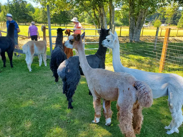 Sawdust Hill Alpaca Farm