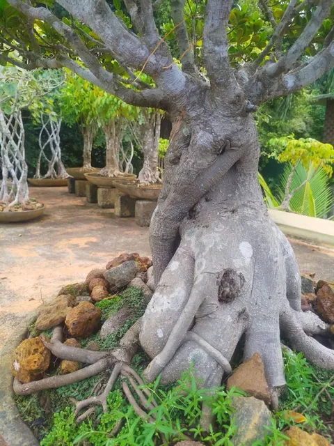 Kuzhipallam Botanical Garden