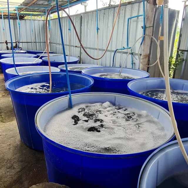 ฟาร์มสาหร่ายพวงองุ่น Family Farm