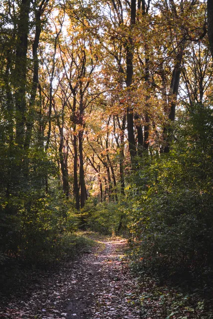 Pálfája zuzmó tanösvény
