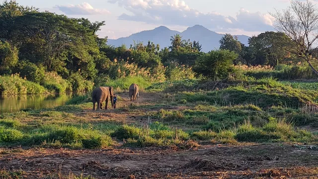 น่านปางช้าง