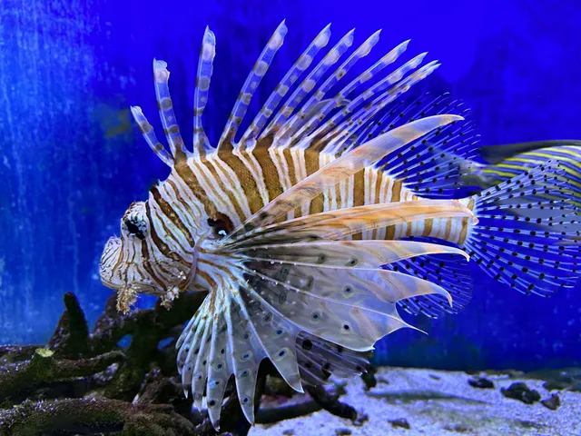 Ocean Fantasy Museum