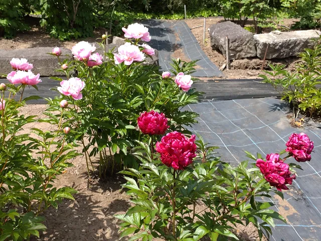 Daikon Island Peony Garden