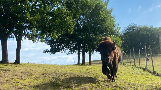 La Ferme Aux Bisons