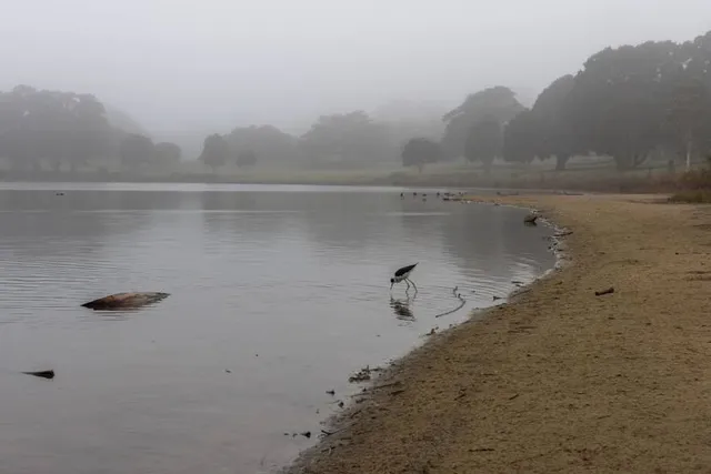 Centennial Park Duck Pond