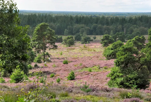 Uitzichtpunt Holterberg