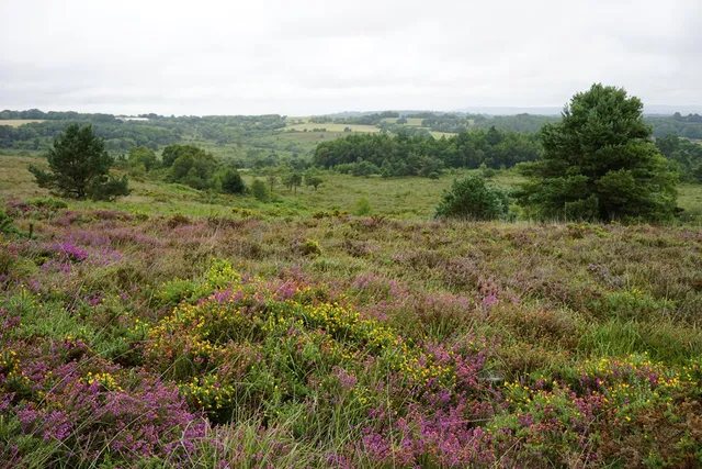 RSPB Aylesbeare Common