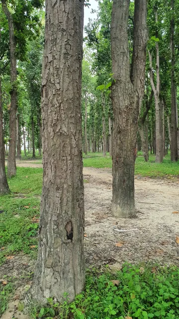 Sohagi Barwa Sanctuary