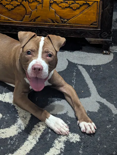 Stark County Sheriff's Office - Dog Warden Division