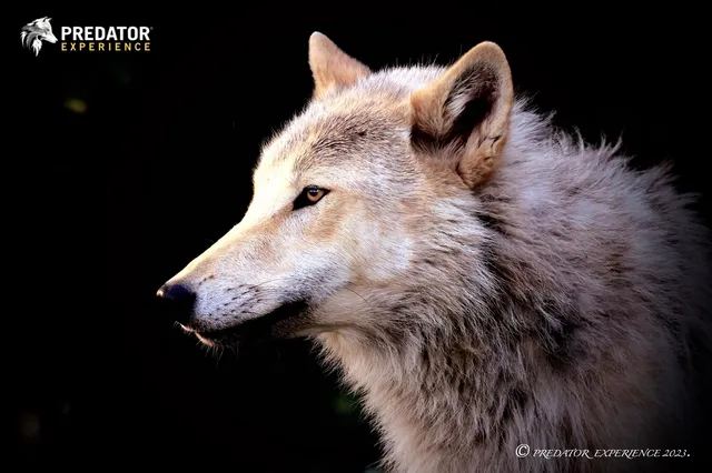 PREDATOR EXPERIENCE PARK - Wolf Experiences