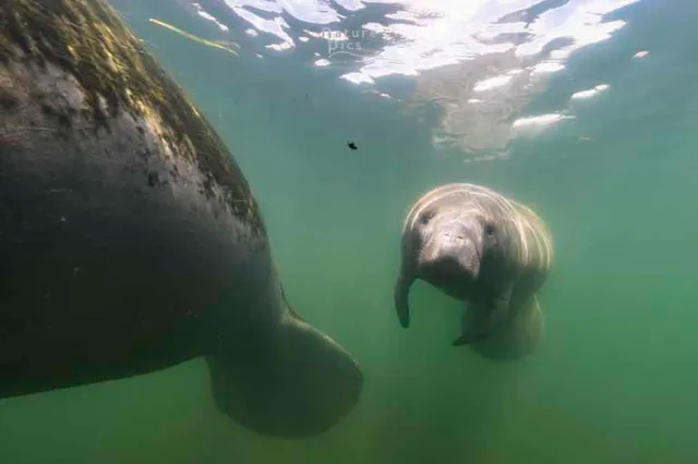 Port Marina and Manatee Tours