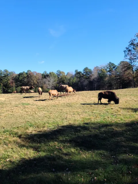 Bison Habitat