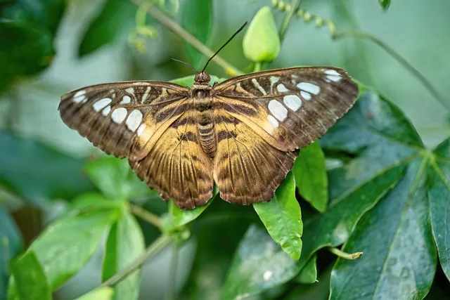 Guy's Butterfly House