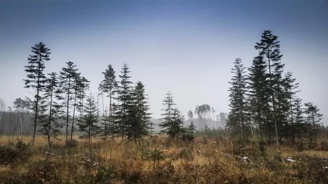 Janów Forests Landscape Park