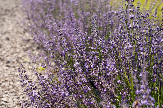 Woodstock Lavender Co.