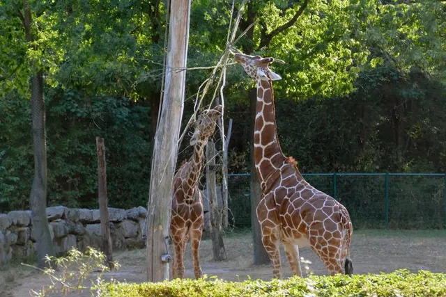 Zoo La Palmyre