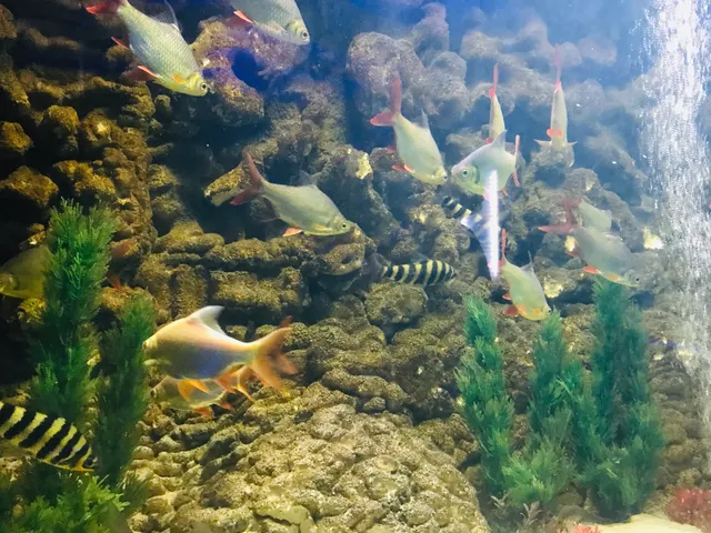 Aquarium sambhaji garden