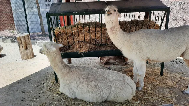 Karatay Belediyesi Hayvanat Bahçesi
