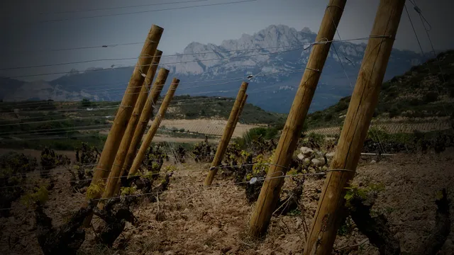 Bodegas Laukote S.C.