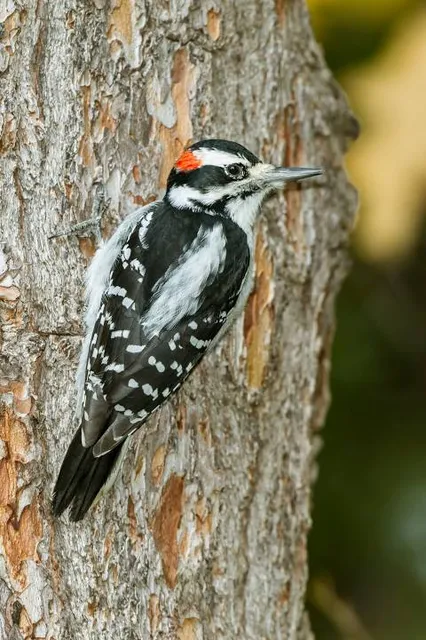 Mary Laveroni Community Park