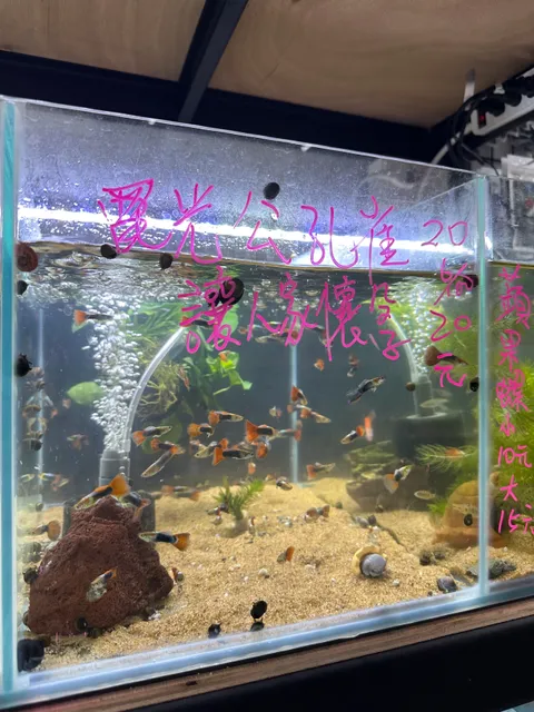 魚你巧遇水族館