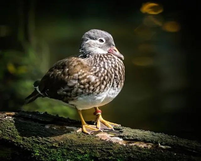 Wings of Asia Aviary