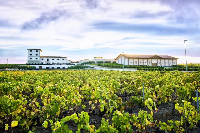 Bodegas Marco Real S.A.