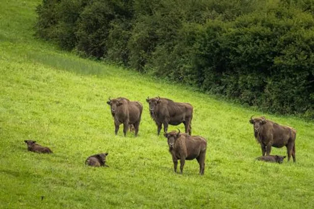 European Archaeological Park of Bliesbruck-Reinheim