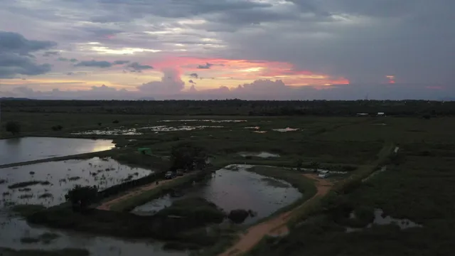 ขนำนกเป็ดหงส์ (Sarkidiornis melanotos)
