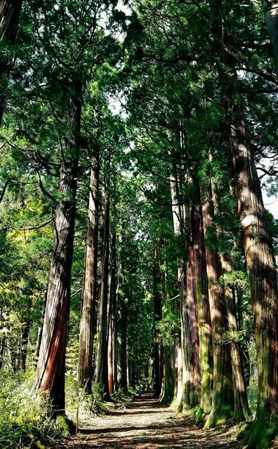 Togakushi Shrine Okusha (Main Shrine) Zuishinmon