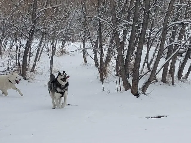 Tony Grampsas Dog Park