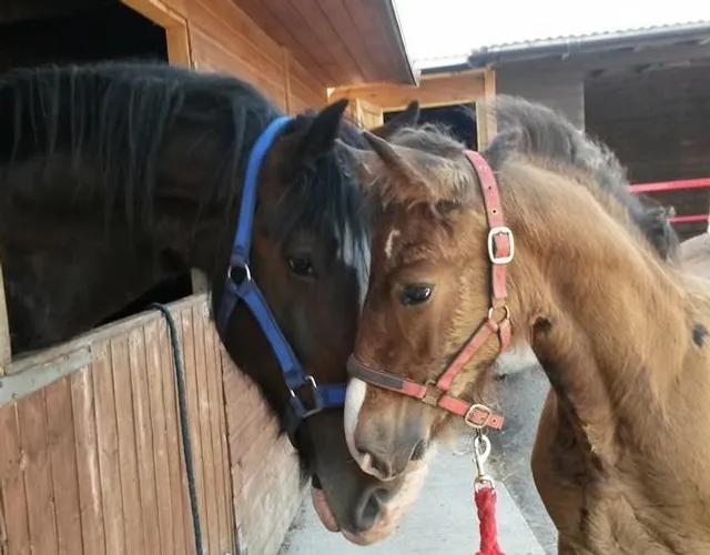 Dyfed Shire Horse Farm