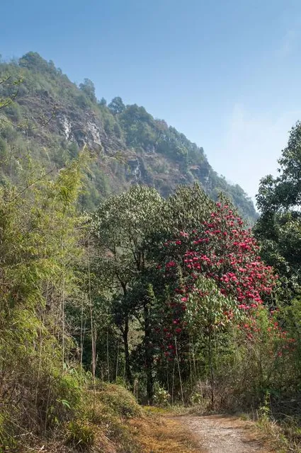 Barsey Rhododendron Sanctuary