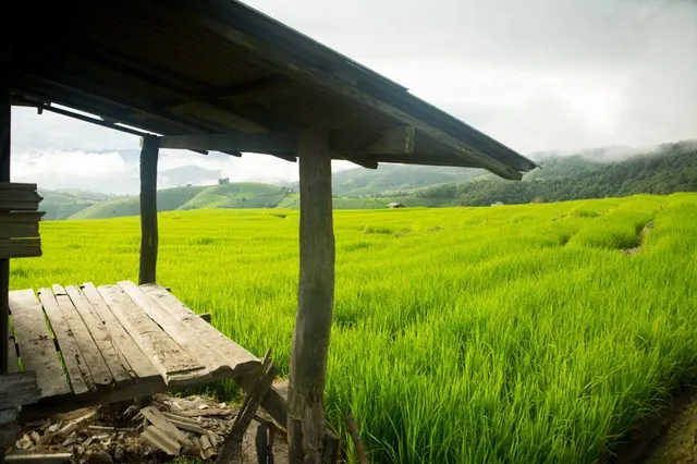 Ban Rabiang Na Pa Bong Piang