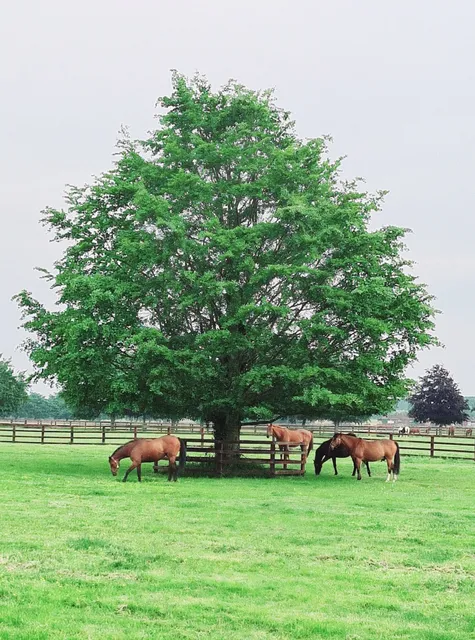 Irish Racehorse Experience