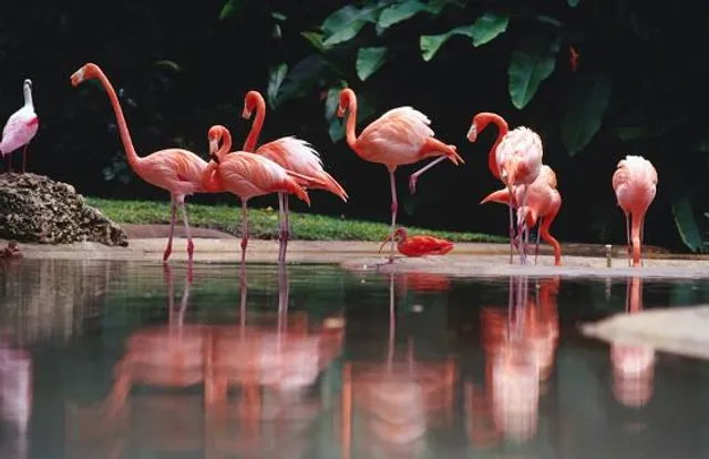 Graeme Hall Nature Sanctuary, Barbados