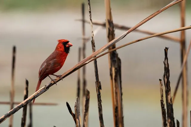Emerson Point Preserve