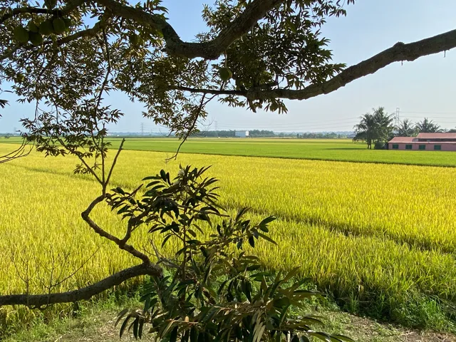 Sekinchan Durian Sebatang