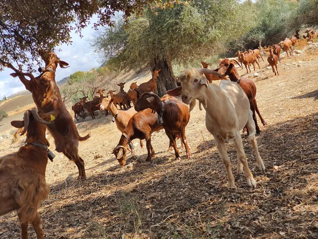 Casa de la Cabra Malagueña