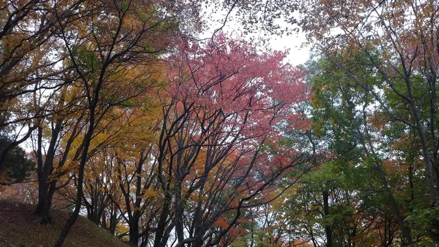 photo-1