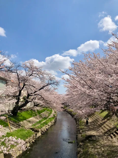 Motoara River Cherry Blossom Avenue