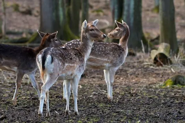 Walderlebnispfad Buxheim