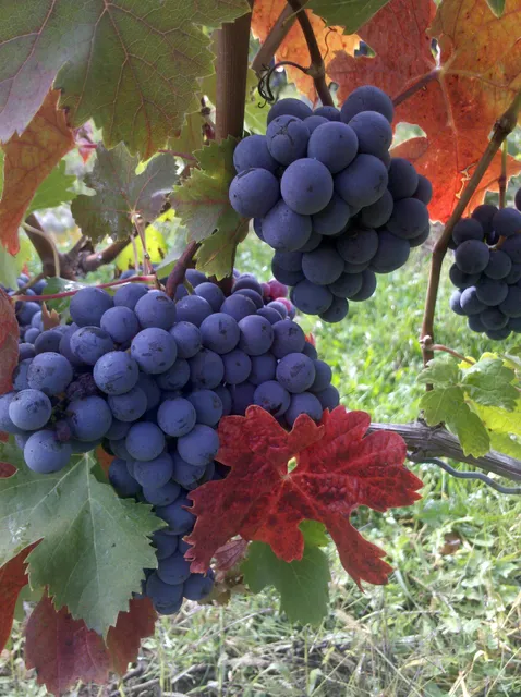 White Pine Winery Tasting Room