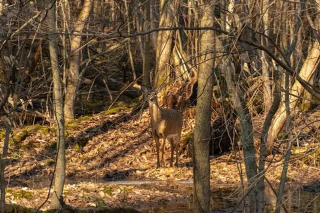 Beaver Lake Nature Center
