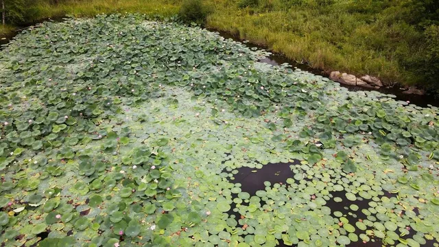 South Shore Cultural Center