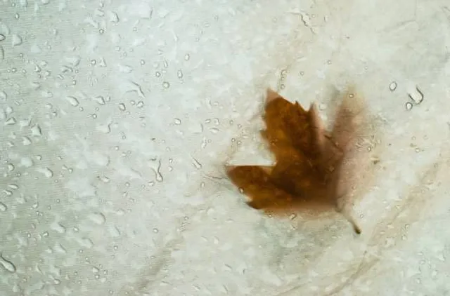 Rock Run Preserve - Black Road Access