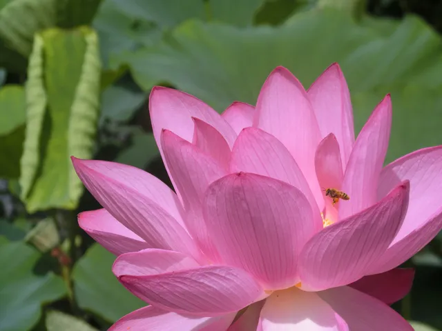 Kodai Hasu No Sato (Ancient Lotus Park)