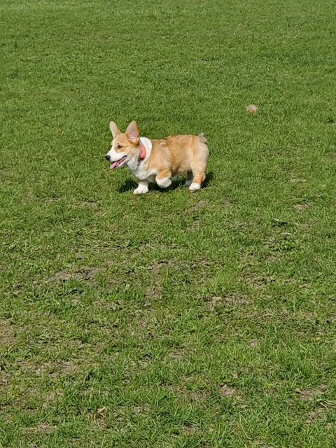 Alliston Off-Leash Dog Park