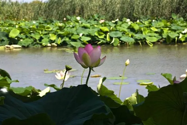 Parc naturel régional du Mincio