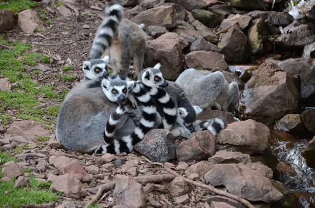 Lakeland Wildlife Oasis